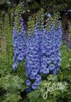 DELPHINIUM Elatum F1-Hybr. New Millennium Serie 'Blue Lace' Portion(en)