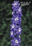 DELPHINIUM Pacific-Hybr. Magic Fountains-Series 'Magic Fountains Mid blue', white bee Portion(s)