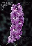 DELPHINIUM Pacific-Hybr. Magic Fountains-Series 'Magic Fountains Lilac-rose', white …