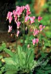 DODECATHEON meadia  