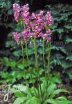 DODECATHEON meadia  'Goliath' Korn