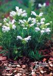 DRACOCEPHALUM argunense  'Fuji White' Seeds