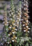 DIGITALIS lanata   Portion(s)