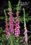 DIGITALIS purpurea  