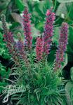 ECHIUM russicum f. nanum  'Red Feathers' Portion(en)