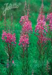 EPILOBIUM angustifolium   Portion(en)