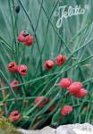 EPHEDRA monosperma  