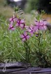 EPILOBIUM fleischeri  