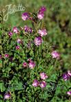 EPILOBIUM hirsutum  