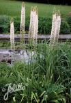 EREMURUS robustus   Portion(en)