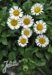 ERIGERON glaucus  'Beachboy White'