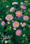 ERIGERON speciosus  'Rosa Juwel'