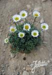 ERIGERON compositus   Portion(en)