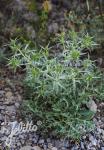 ERYNGIUM campestre   Portion(s)