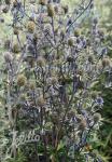 ERYNGIUM planum  