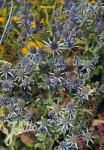 ERYNGIUM planum  'Blue Glitter' Portion(s)