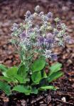 ERYNGIUM planum  'Blue Hobbit' Portion(en)