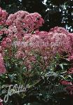 EUPATORIUM purpureum var. atropurpureum  