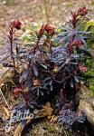 EUPHORBIA amygdaloides  'Purpurea'