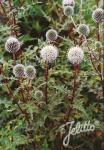 ECHINOPS niveus  'Arctic Glow' Portion(en)