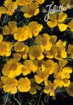 ESCHSCHOLZIA californica   Portion(en)