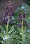 FRITILLARIA persica   Portion(en)