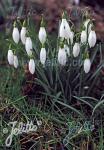 GALANTHUS nivalis  