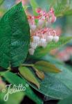 GAULTHERIA shallon   Portion(en)