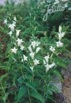 GENTIANA asclepiadea var. alba   Portion(en)