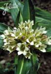 GENTIANA straminea   Portion(en)