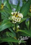 GENTIANA tibetica   Portion(en)