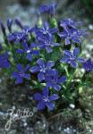 GENTIANA verna var. angulosa  