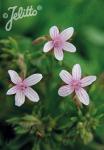 GERANIUM asphodeloides  