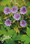 GERANIUM bohemicum   Portion(s)