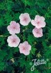 GERANIUM sanguineum var. striatum   Korn