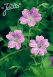 GERANIUM endressii   Portion(s)