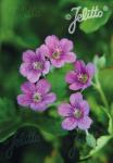 GERANIUM yoshinoi  