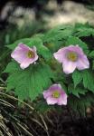 GLAUCIDIUM palmatum  