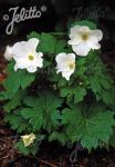 GLAUCIDIUM palmatum var. leucanthum  