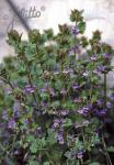 GLECHOMA hederacea  