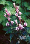 GENTIANA asclepiadea  'Pink Swallow' Korn