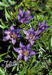 GENTIANA Paradoxa-Hybr.  'Blauer Herold'