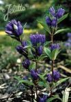 GENTIANA triflora var. japonica   Seeds