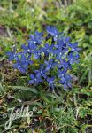 GENTIANA verna ssp. tergestina   Korn