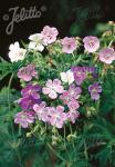 GERANIUM pratense  'Painter's Palette' Korn