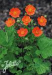 GEUM coccineum  'Koi'