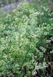 GALIUM album  