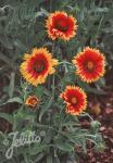 GAILLARDIA aristata  'Fackelschein'