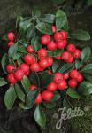 GAULTHERIA procumbens  'Redwood'(TM) Portion(s)