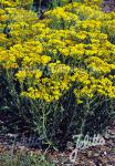 HELICHRYSUM arenarium   Portion(s)